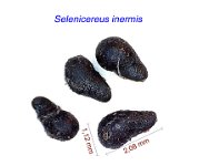 Selenicereus inermis.jpg